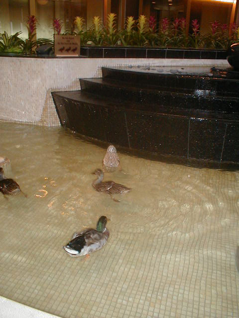 04_ducks01